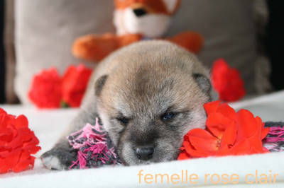 CHIOT 1