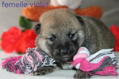 CHIOT 2