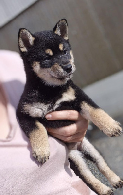 CHIOT