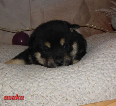 CHIOT