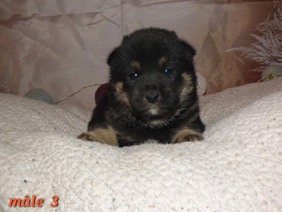 CHIOT