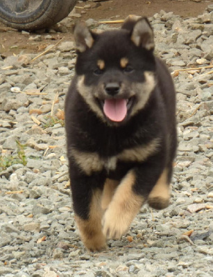 CHIOT