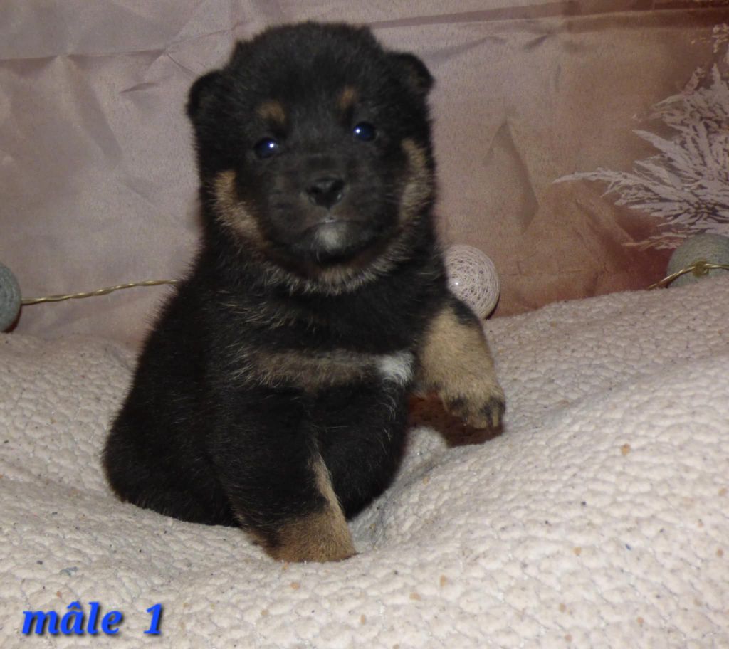 La Colline D'olga - Chiots disponibles - Shiba