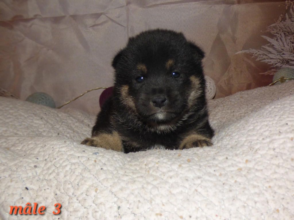 La Colline D'olga - Chiots disponibles - Shiba