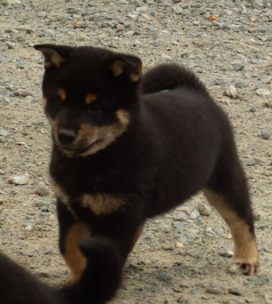 La Colline D'olga - Chiots disponibles - Shiba
