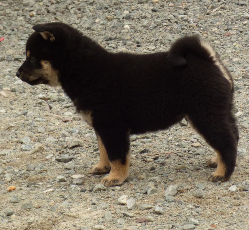 La Colline D'olga - Chiots disponibles - Shiba