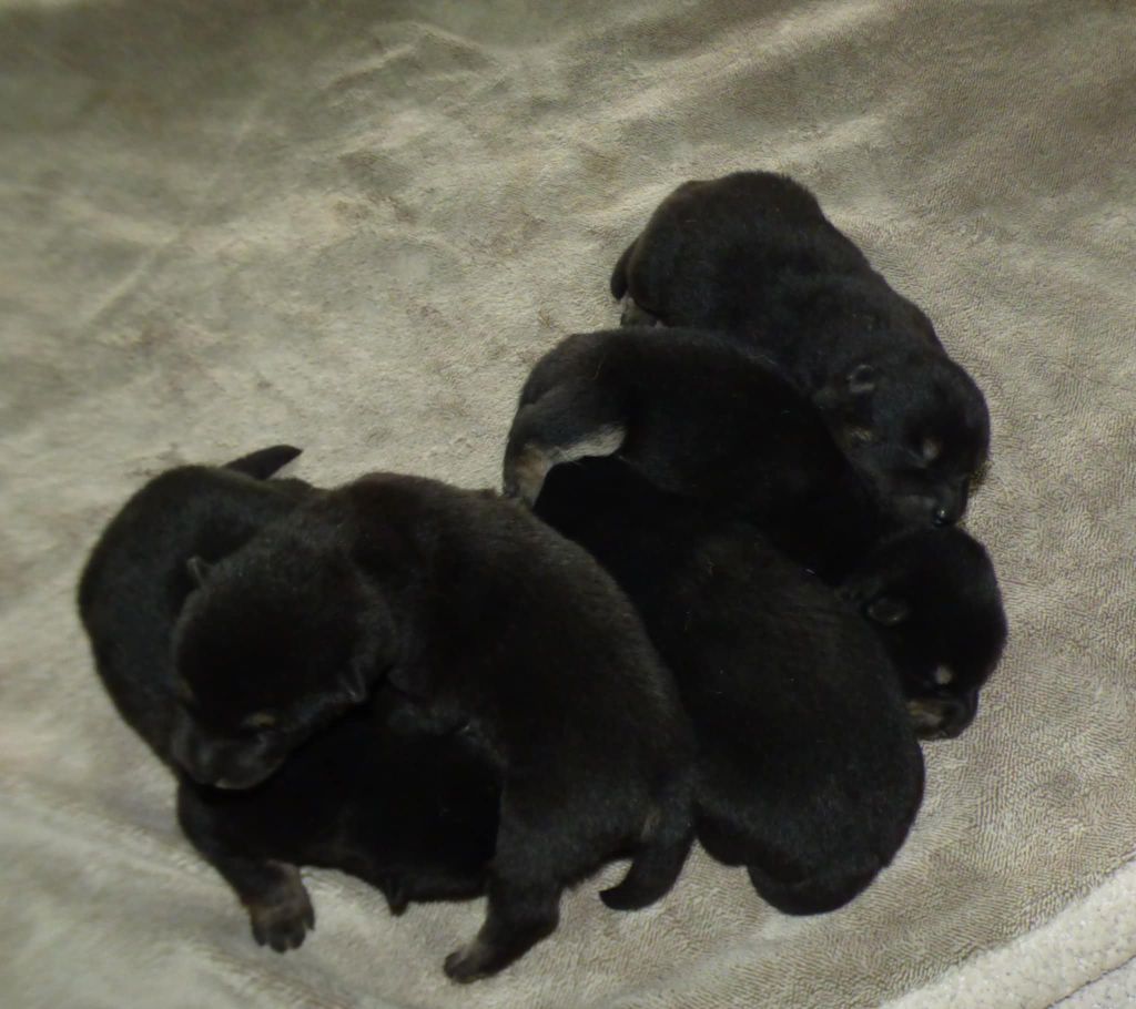 Chiot Shiba La Colline D'olga
